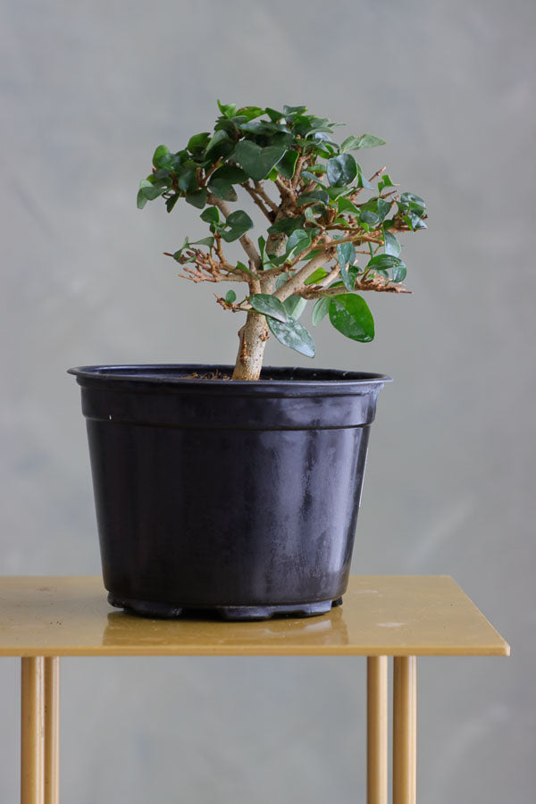 Parrot’s Beak bonsai in a ceramic pot with natural stones, featuring delicate green leaves and elegant branches.