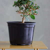 Parrot’s Beak bonsai in a ceramic pot with natural stones, featuring delicate green leaves and elegant branches.