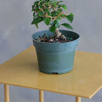 Parrot’s Beak bonsai in a ceramic pot with natural stones, featuring delicate green leaves and elegant branches.