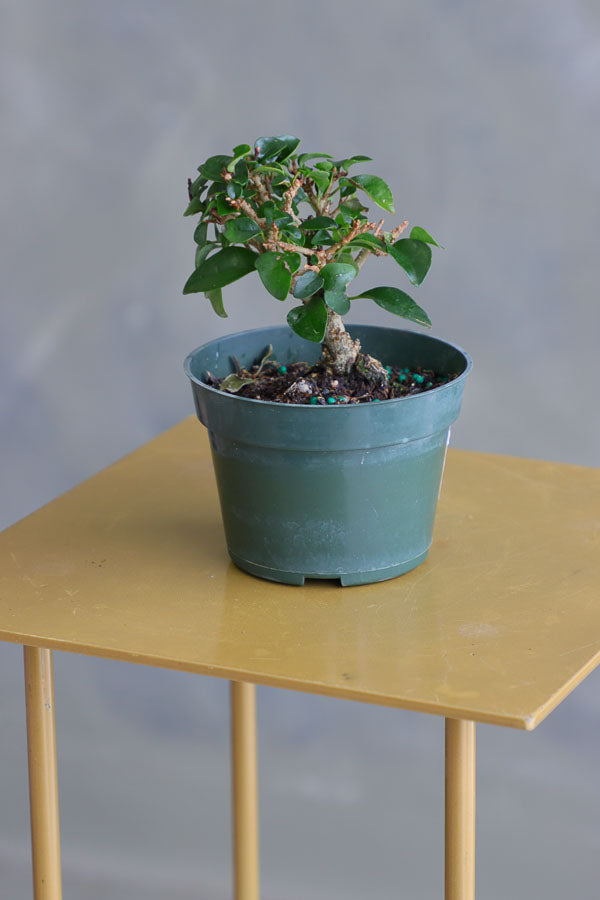 Parrot’s Beak bonsai in a ceramic pot with natural stones, featuring delicate green leaves and elegant branches.