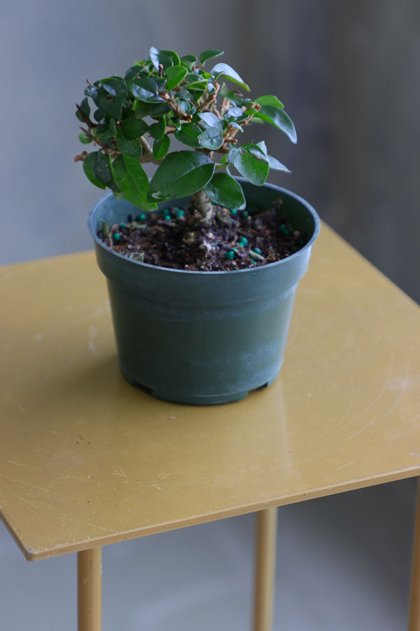 Parrot’s Beak bonsai in a ceramic pot with natural stones, featuring delicate green leaves and elegant branches.