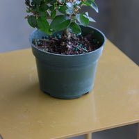 Parrot’s Beak bonsai in a ceramic pot with natural stones, featuring delicate green leaves and elegant branches.