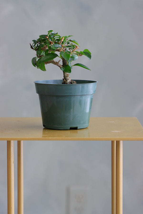 Parrot’s Beak bonsai in a ceramic pot with natural stones, featuring delicate green leaves and elegant branches.