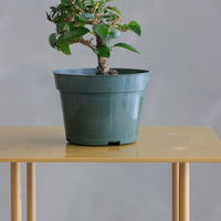 Parrot’s Beak bonsai in a ceramic pot with natural stones, featuring delicate green leaves and elegant branches.