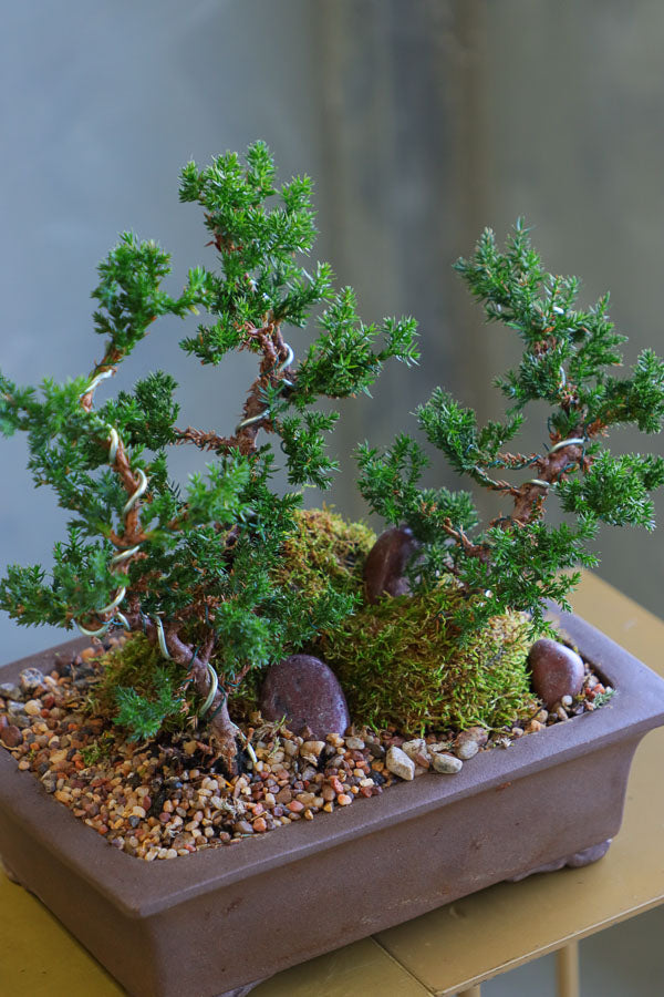 Ancient Grove bonsai arrangement featuring sculpted juniper trees, moss, and natural stones in a sleek container by Ottawa florist.