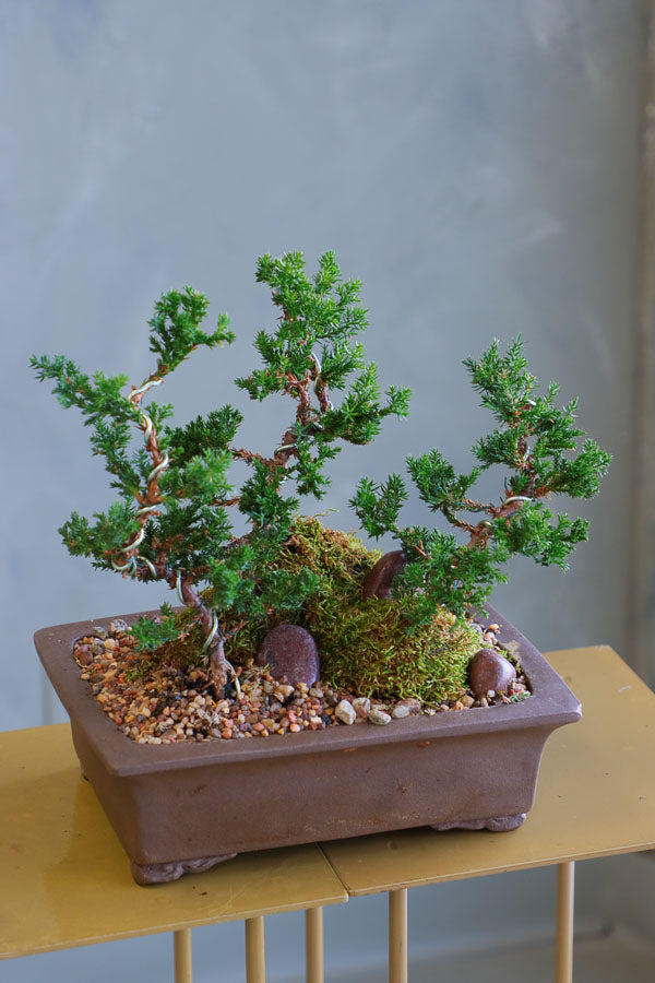 Ancient Grove bonsai arrangement featuring sculpted juniper trees, moss, and natural stones in a sleek container by Ottawa florist.