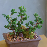 Ancient Grove bonsai arrangement featuring sculpted juniper trees, moss, and natural stones in a sleek container by Ottawa florist.