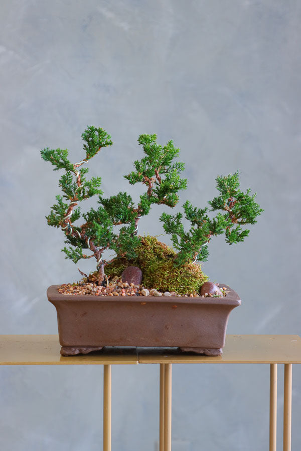 Ancient Grove bonsai arrangement featuring sculpted juniper trees, moss, and natural stones in a sleek container by Ottawa florist.