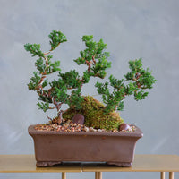 Ancient Grove bonsai arrangement featuring sculpted juniper trees, moss, and natural stones in a sleek container by Ottawa florist.