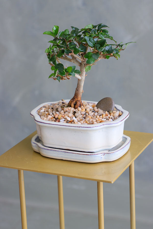 Parrot’s Beak bonsai in a ceramic pot with natural stones, featuring delicate green leaves and elegant branches.