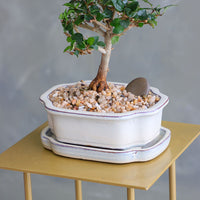 Parrot’s Beak bonsai in a ceramic pot with natural stones, featuring delicate green leaves and elegant branches.