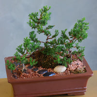 Zen Path bonsai arrangement with sculpted juniper, moss, and river stones in an elegant ceramic pot by Ottawa florist.