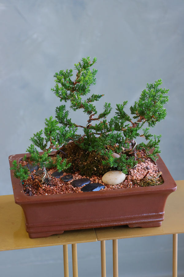 Zen Path bonsai arrangement with sculpted juniper, moss, and river stones in an elegant ceramic pot by Ottawa florist.