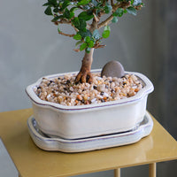 Parrot’s Beak bonsai in a ceramic pot with natural stones, featuring delicate green leaves and elegant branches.