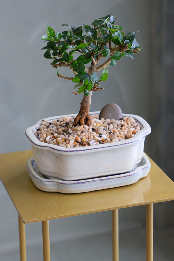 Parrot’s Beak bonsai in a ceramic pot with natural stones, featuring delicate green leaves and elegant branches.