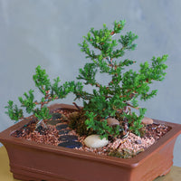 Zen Path bonsai arrangement with sculpted juniper, moss, and river stones in an elegant ceramic pot by Ottawa florist.