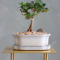 Parrot’s Beak bonsai in a ceramic pot with natural stones, featuring delicate green leaves and elegant branches.