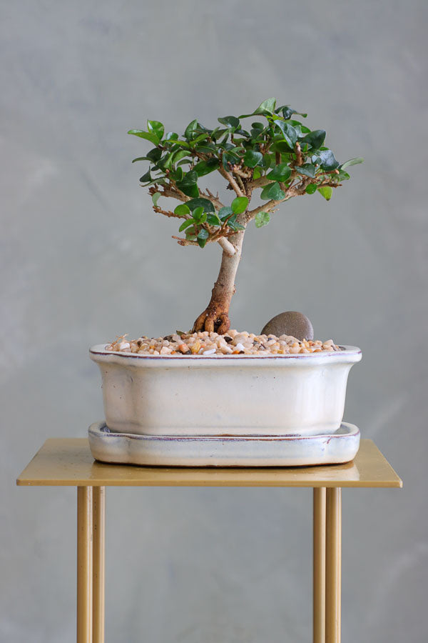 Parrot’s Beak bonsai in a ceramic pot with natural stones, featuring delicate green leaves and elegant branches.