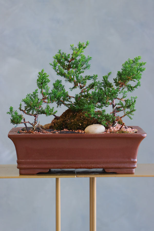 Zen Path bonsai arrangement with sculpted juniper, moss, and river stones in an elegant ceramic pot by Ottawa florist.