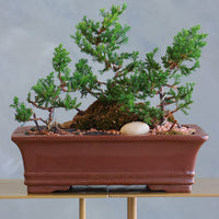 Zen Path bonsai arrangement with sculpted juniper, moss, and river stones in an elegant ceramic pot by Ottawa florist.