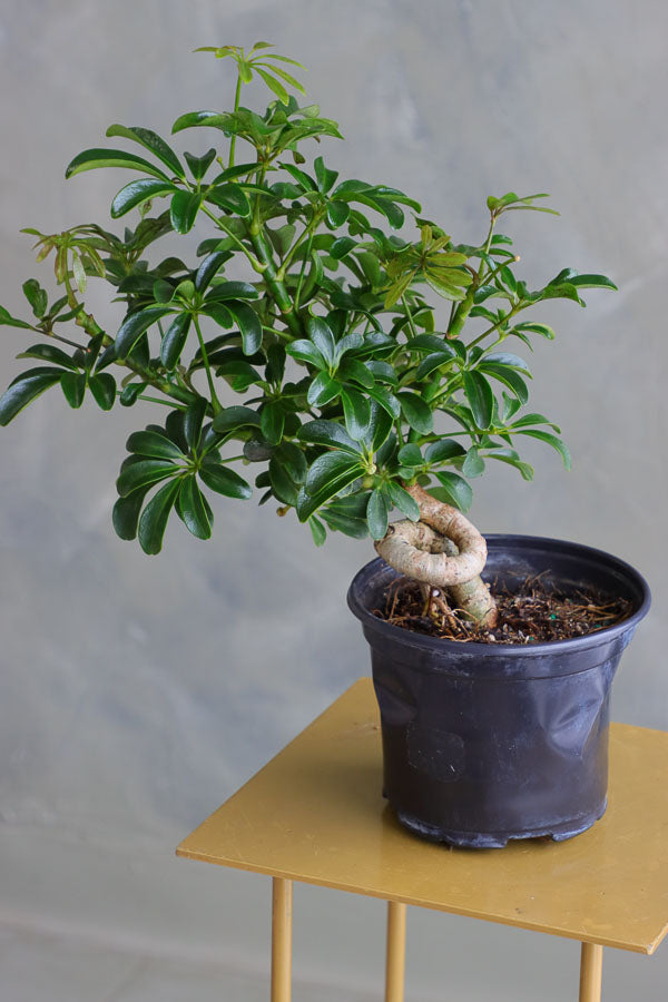 Dwarf Umbrella Tree