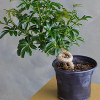 Dwarf Umbrella Tree