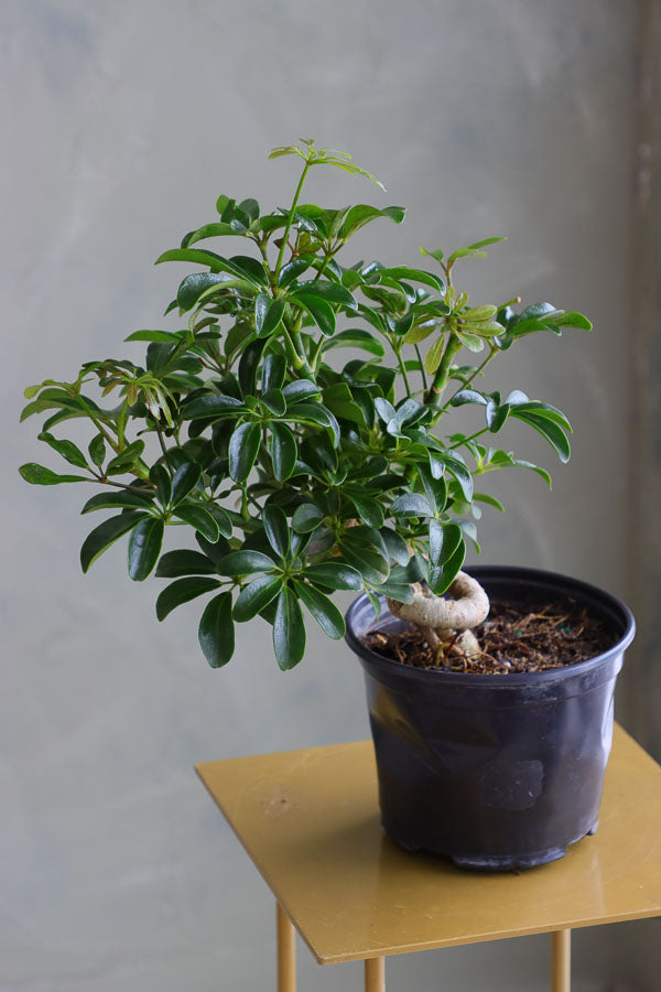 Dwarf Umbrella Tree