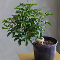 Dwarf Umbrella Tree