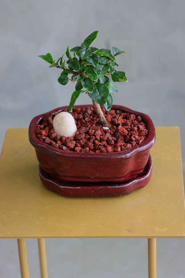 Parrot’s Beak bonsai in a ceramic pot with natural stones, featuring delicate green leaves and elegant branches.