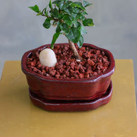 Parrot’s Beak bonsai in a ceramic pot with natural stones, featuring delicate green leaves and elegant branches.