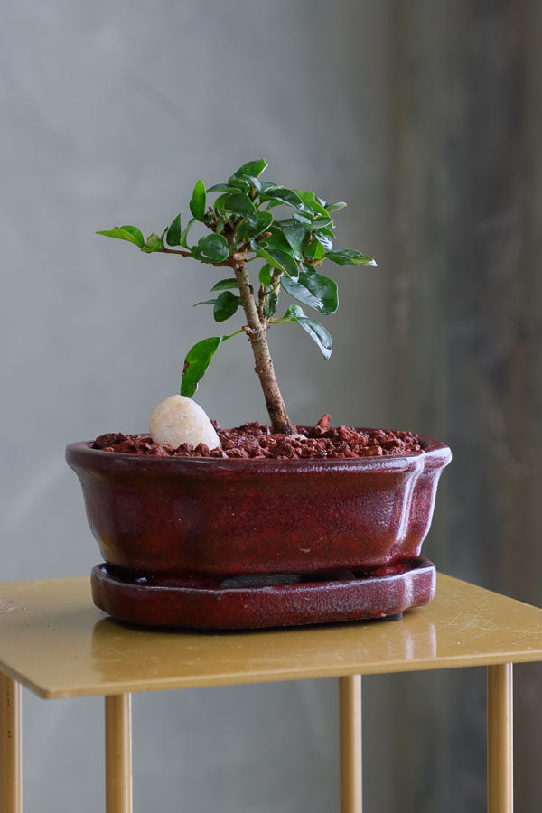 Parrot’s Beak bonsai in a ceramic pot with natural stones, featuring delicate green leaves and elegant branches.