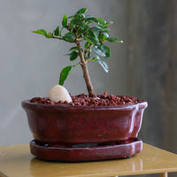 Parrot’s Beak bonsai in a ceramic pot with natural stones, featuring delicate green leaves and elegant branches.