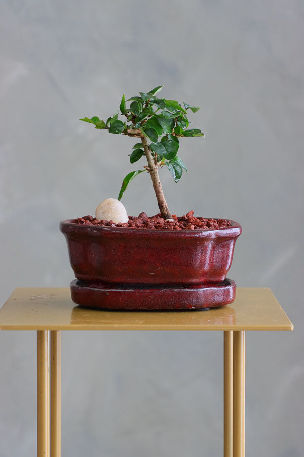 Parrot’s Beak bonsai in a ceramic pot with natural stones, featuring delicate green leaves and elegant branches.