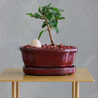 Parrot’s Beak bonsai in a ceramic pot with natural stones, featuring delicate green leaves and elegant branches.