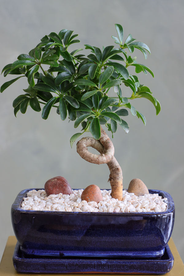 Dwarf Umbrella Tree