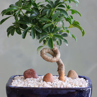 Dwarf Umbrella Tree