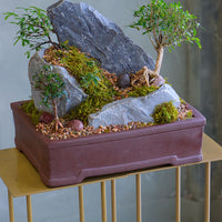 Mountain Echo bonsai arrangement with sculpted trees, natural rock formations, and moss in an elegant container by Ottawa florist.