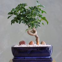 Dwarf Umbrella Tree