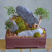 Mountain Echo bonsai arrangement with sculpted trees, natural rock formations, and moss in an elegant container by Ottawa florist.