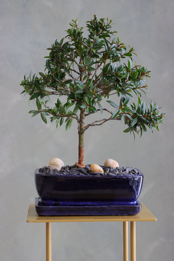 Elegant Brush Cherry bonsai in a deep blue ceramic pot with decorative stones, available for delivery in Ottawa.