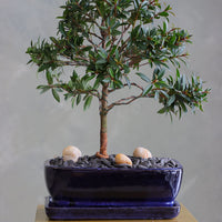 Elegant Brush Cherry bonsai in a deep blue ceramic pot with decorative stones, available for delivery in Ottawa.