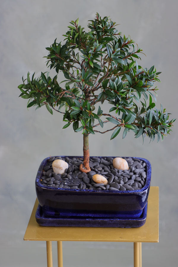 Elegant Brush Cherry bonsai in a deep blue ceramic pot with decorative stones, available for delivery in Ottawa.