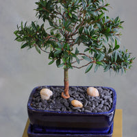 Elegant Brush Cherry bonsai in a deep blue ceramic pot with decorative stones, available for delivery in Ottawa.