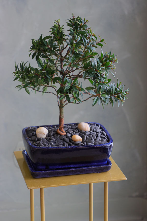 Elegant Brush Cherry bonsai in a deep blue ceramic pot with decorative stones, available for delivery in Ottawa.