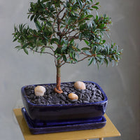 Elegant Brush Cherry bonsai in a deep blue ceramic pot with decorative stones, available for delivery in Ottawa.