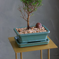 Bahama Berry bonsai in a sleek ceramic pot with delicate green leaves, placed on a modern stand. Available for delivery in Ottawa.