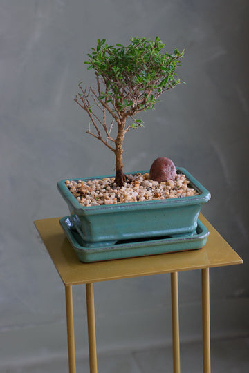 Bahama Berry bonsai in a sleek ceramic pot with delicate green leaves, placed on a modern stand. Available for delivery in Ottawa.