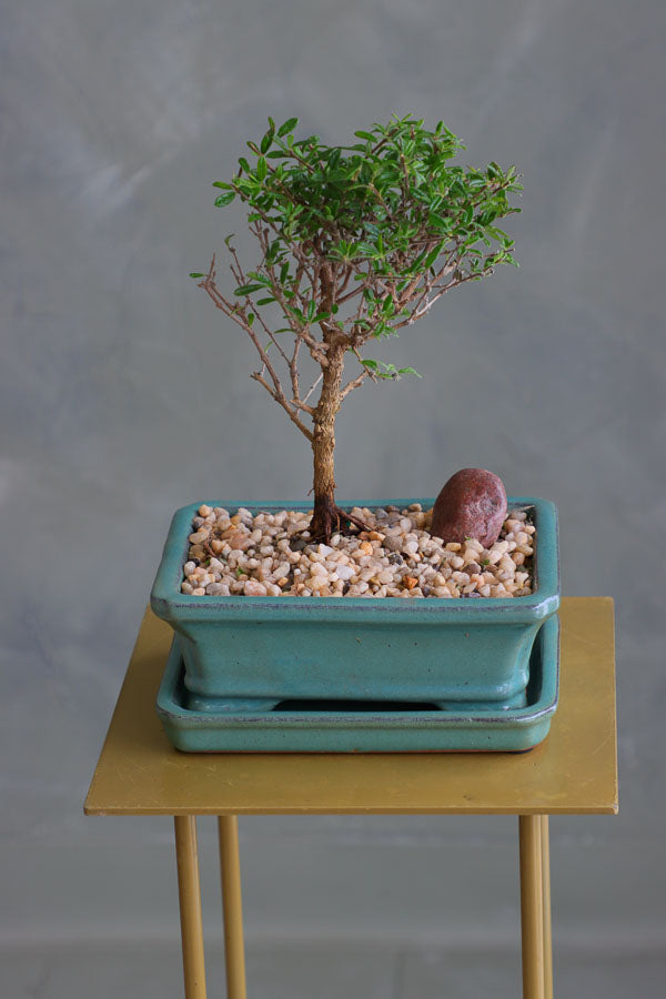 Bahama Berry bonsai in a sleek ceramic pot with delicate green leaves, placed on a modern stand. Available for delivery in Ottawa.