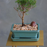 Bahama Berry bonsai in a sleek ceramic pot with delicate green leaves, placed on a modern stand. Available for delivery in Ottawa.