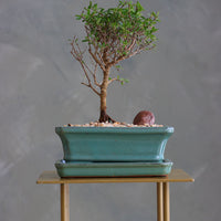 Bahama Berry bonsai in a sleek ceramic pot with delicate green leaves, placed on a modern stand. Available for delivery in Ottawa.